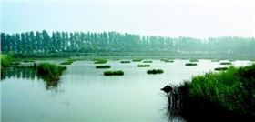 四季河人工湿地&ldquo;复活&rdquo;了