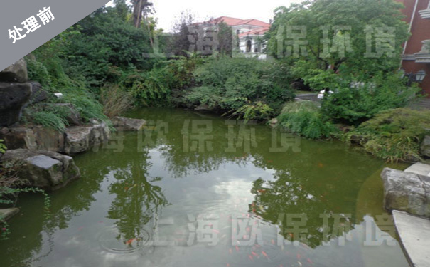处理前水体藻类滋生,能见度低 处理前水体藻类滋生,能见度低