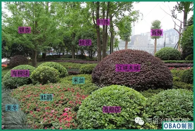 巧妙的植物搭配营造层次感 巧妙的植物搭配营造层次感