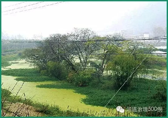 被水草侵占花溪河出现绿色污染物 被水草侵占花溪河出现绿色污染物