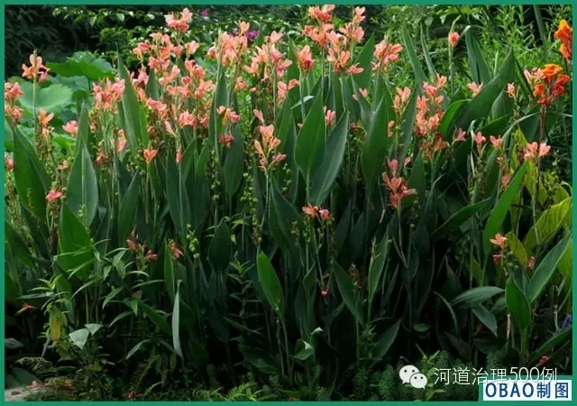 水生美人蕉 水生美人蕉