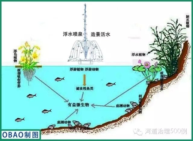 水体生态系统构建示意图 水体生态系统构建示意图