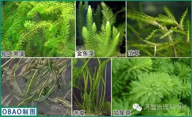 沉水植物种植 沉水植物种植