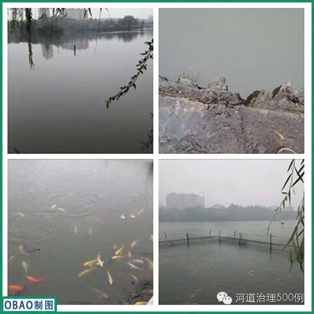 治理前的水体生态现状 治理前的水体生态现状
