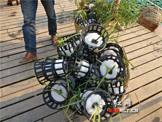 &ldquo;生态浮岛&rdquo;亮相衡阳平湖公园-欧保生态浮岛