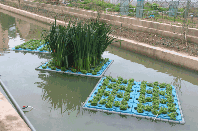 苏州河越来越"水灵":4条支流华丽变身、滨江休闲生态走廊初具雏形 欧保生态浮岛