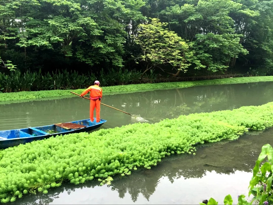 夏日“水上乐园”:解密欧保生态浮岛 夏日“水上乐园”:解密欧保生态浮岛