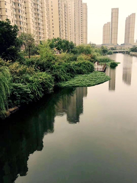 泰兴市滨江镇河道生态治理取得明显成效