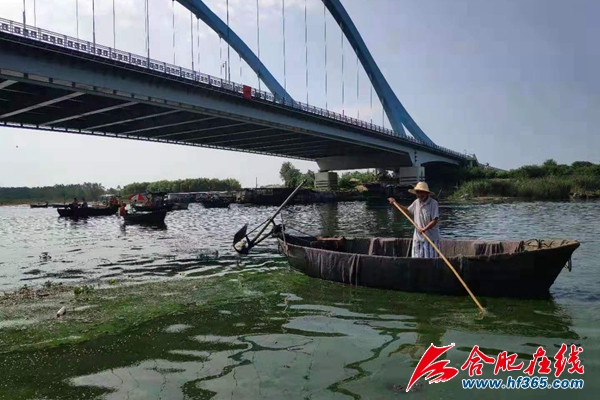 合肥:蓝藻打捞工:50℃高温下每天工作8小时 合肥:蓝藻打捞工:50℃高温下每天工作8小时