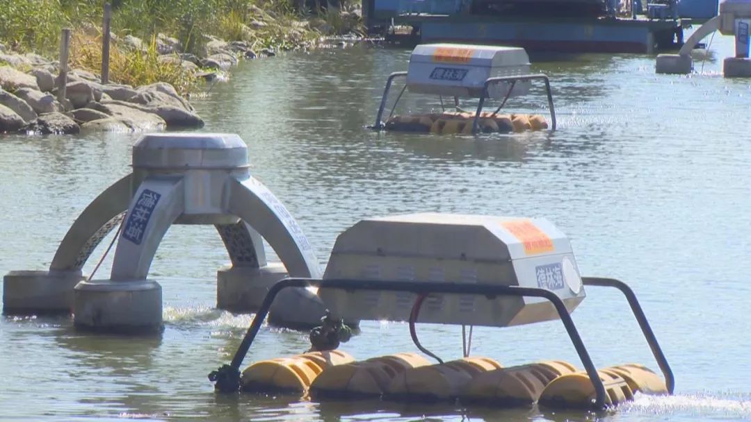 洱海蓝藻大爆发?打捞队员集体大出动除藻! 洱海蓝藻大爆发?打捞队员集体大出动除藻!