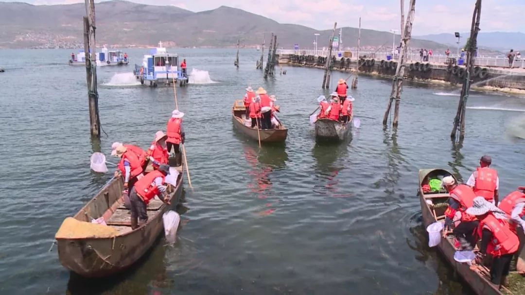 洱海蓝藻大爆发?打捞队员集体大出动除藻! 洱海蓝藻大爆发?打捞队员集体大出动除藻!