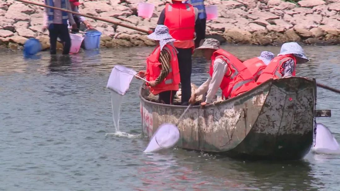 洱海蓝藻大爆发?打捞队员集体大出动除藻! 洱海蓝藻大爆发?打捞队员集体大出动除藻!