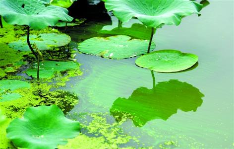 沙湖水边绿油油,原来是出现水华了!居民担心泛滥 沙湖水边绿油油,原来是出现水华了!居民担心泛滥