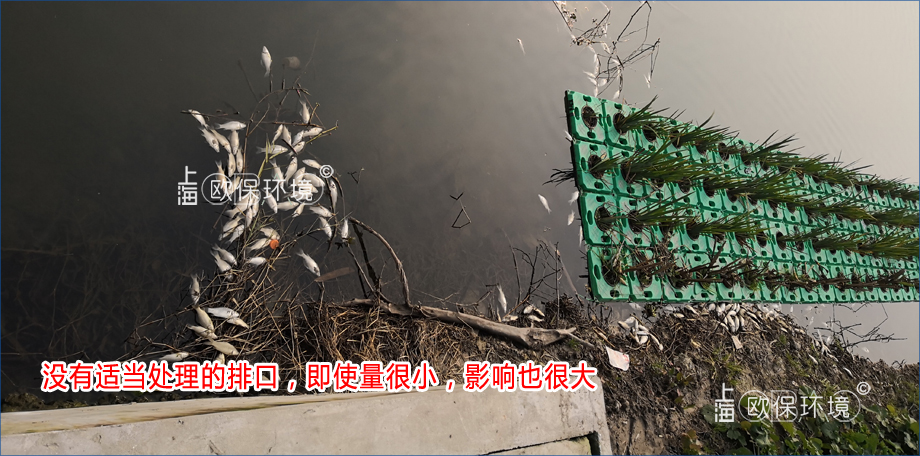 没有适当处理的排口,即使量很小,影响也很大,造成水体黑臭与死鱼现象 没有适当处理的排口,即使量很小,影响也很大,造成水体黑臭与死鱼现象