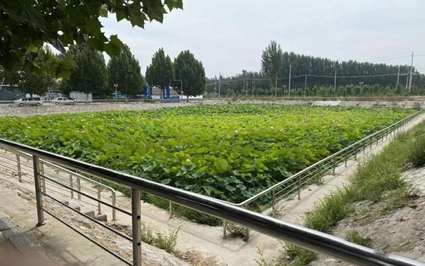 坑塘治理 坑塘治理