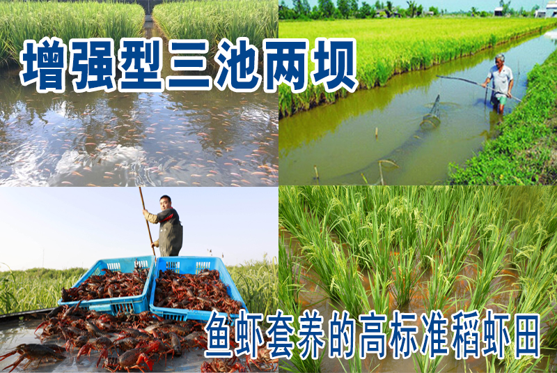 “增强型三池两坝”助力鱼虾套养的高标准稻虾田