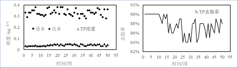 图4 加强型三池两坝技术对TP的去除效