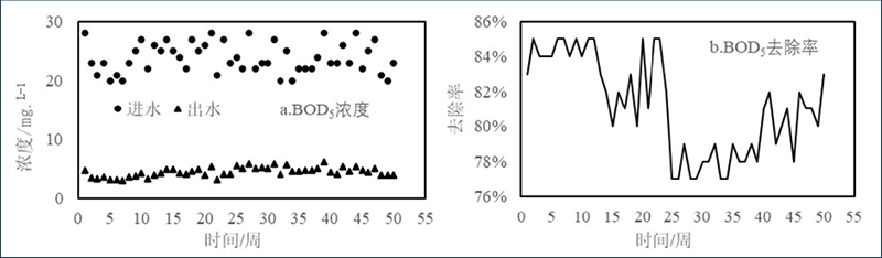 图2 加强型三池两坝技术对BOD5的去除效果