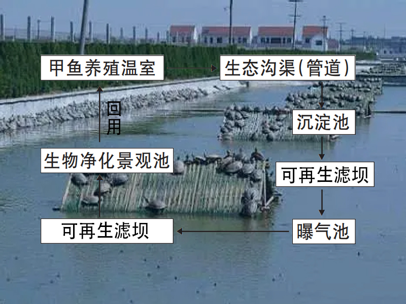 甲鱼养殖尾水治理三池两坝工艺流程 甲鱼养殖尾水治理三池两坝工艺流程